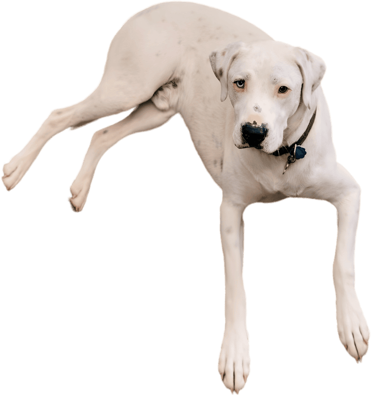 Lying White Dogo Argentino