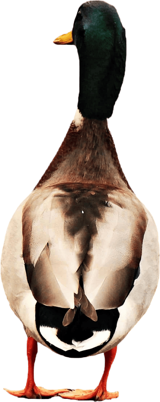 Mallard Rear View