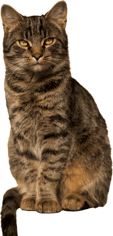 Sitting Tabby Cat