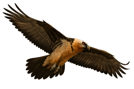 Bearded vulture realistic full body flying