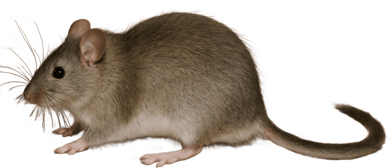 Woodrat
