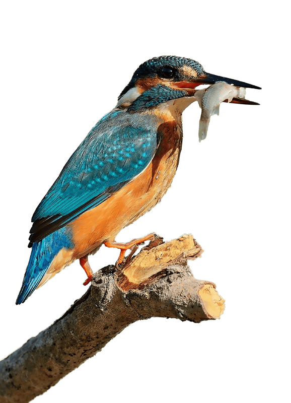 Kingfisher