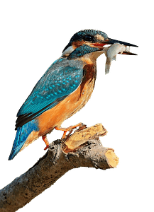 Kingfisher