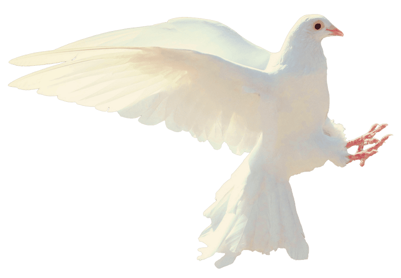 0011328 pigeon