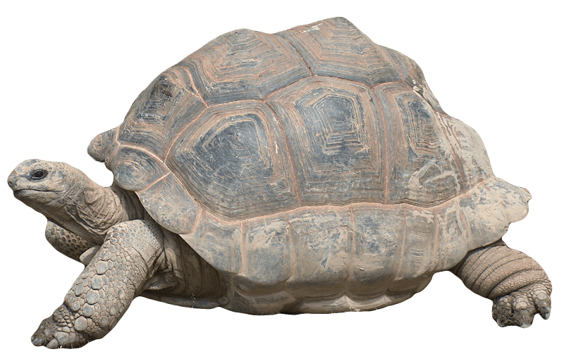 Aldabra giant tortoise