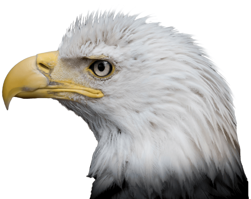Bald eagle