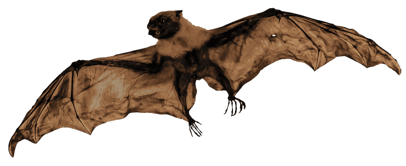 Bat animal