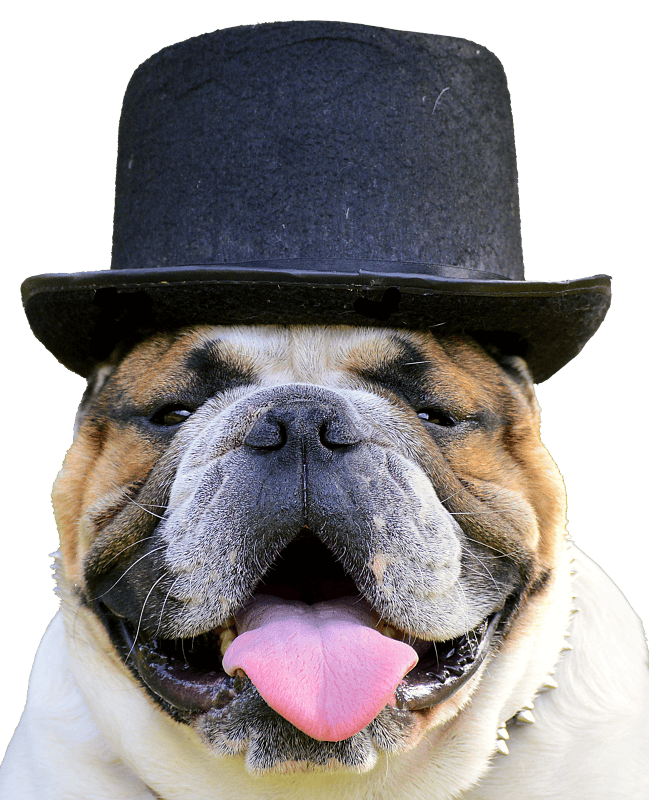 Bulldog dog