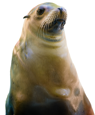 California sea