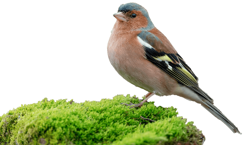 Common chaffinch
