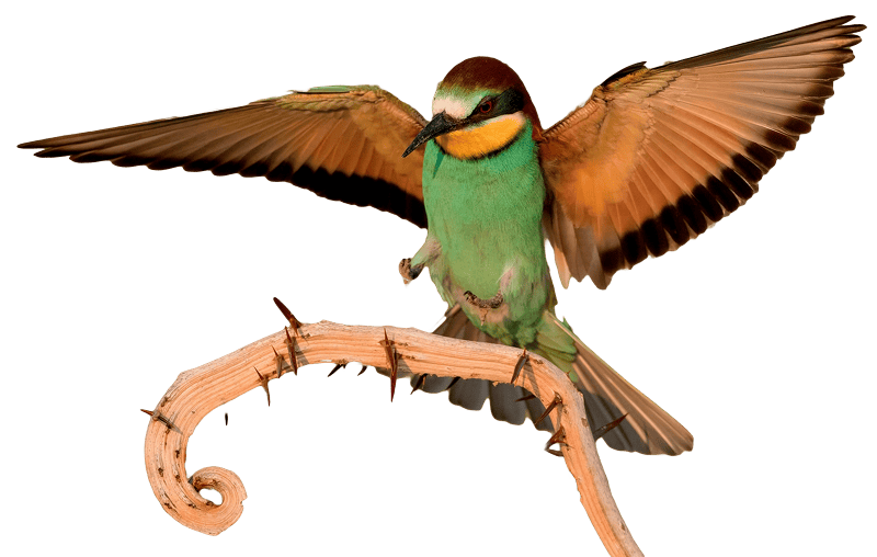 European bee eater