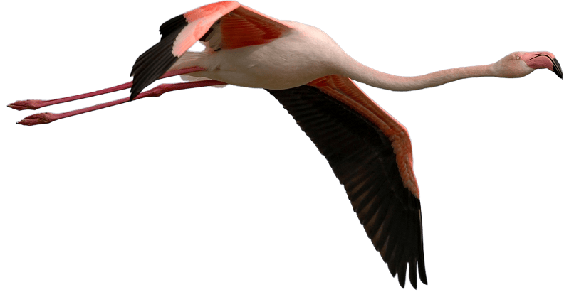 Flamingo