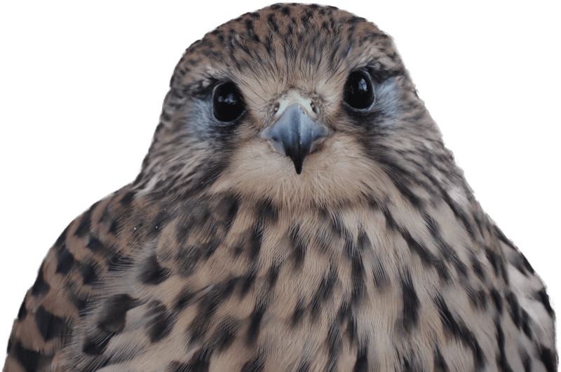 Kestrel
