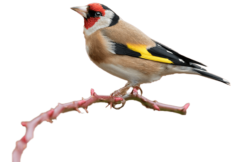 European goldfinch