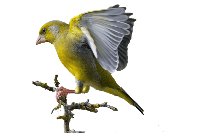European greenfinch