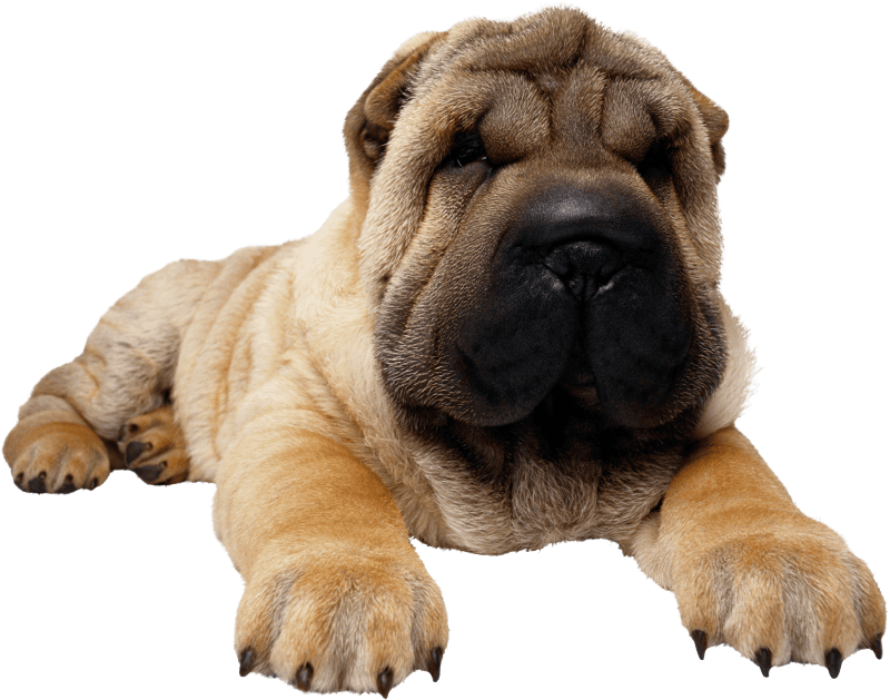 Dog animal