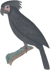 Black Macaw
