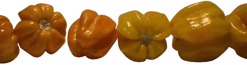 Capsicum chinense or "habanero-type pepper"