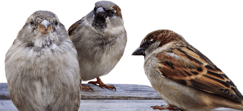 Sparrows