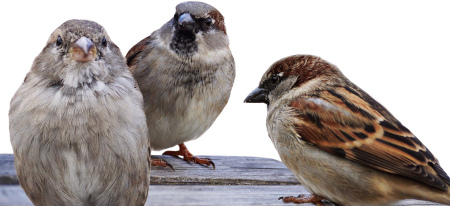Sparrows