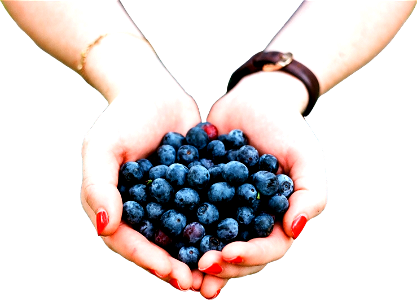 Blueberry fruits hands