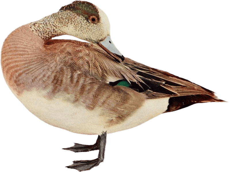 Duck illustration