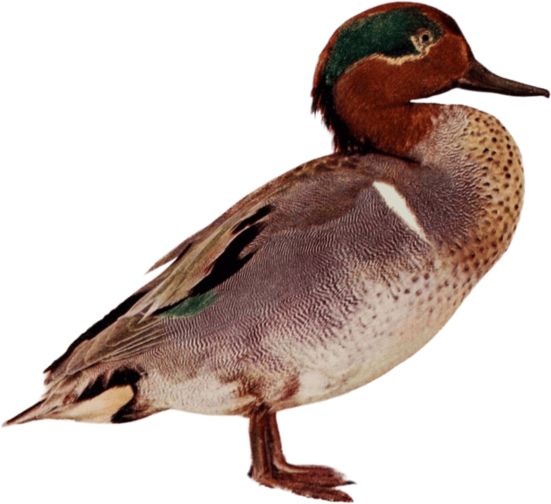 Duck illustration
