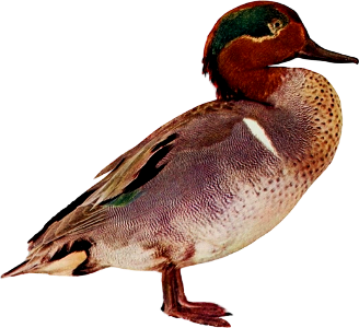 Duck illustration