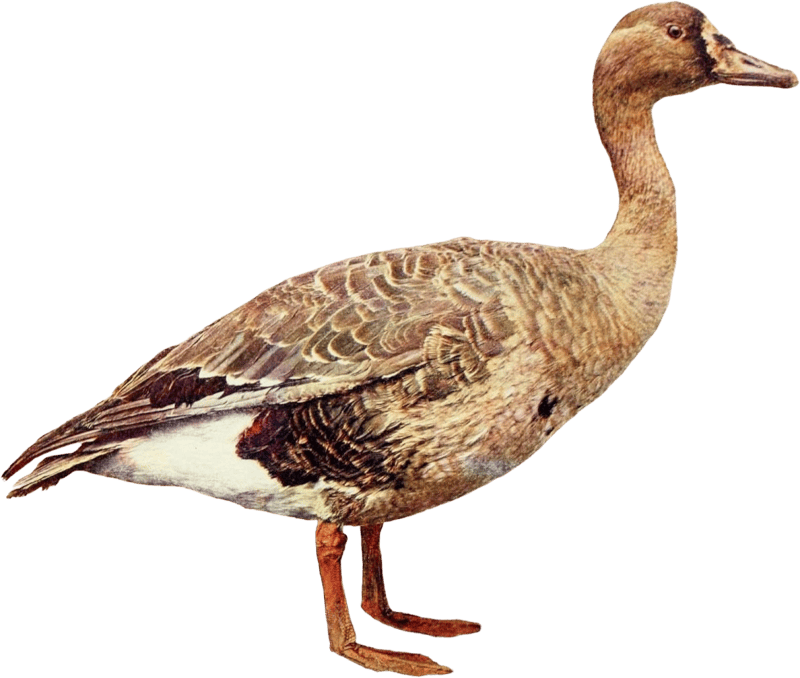 Duck illustration