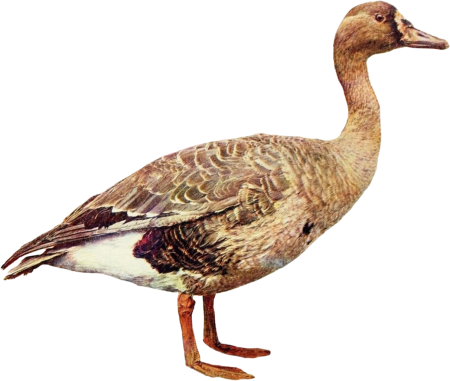 Duck illustration