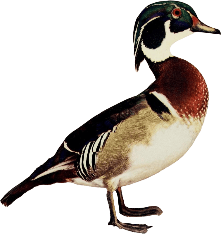 Duck illustration