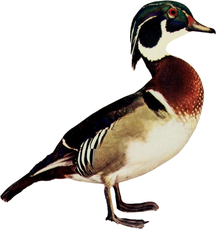 Duck illustration