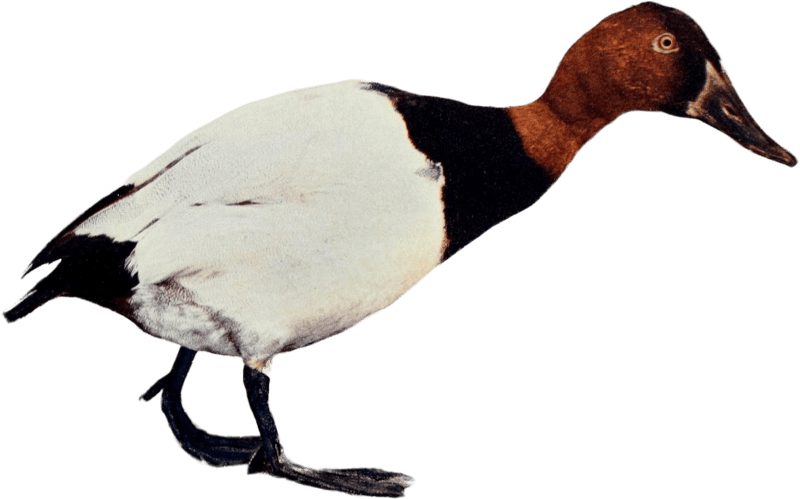 Duck illustration