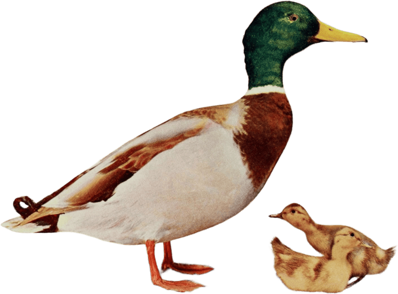 Duck illustration