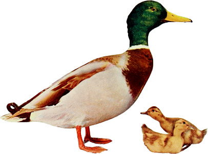 Duck illustration