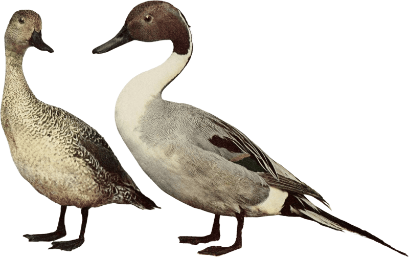 Duck illustration