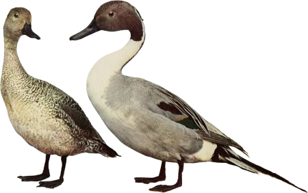 Duck illustration