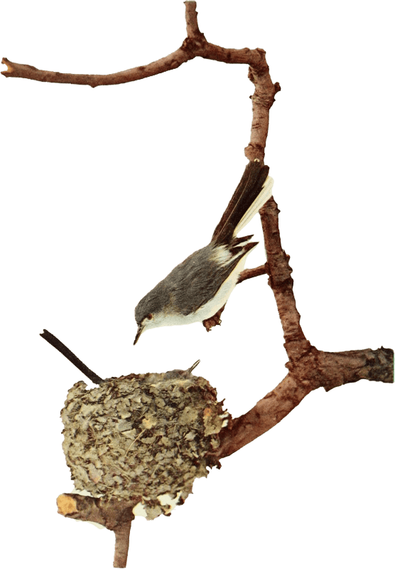 Bird illustration