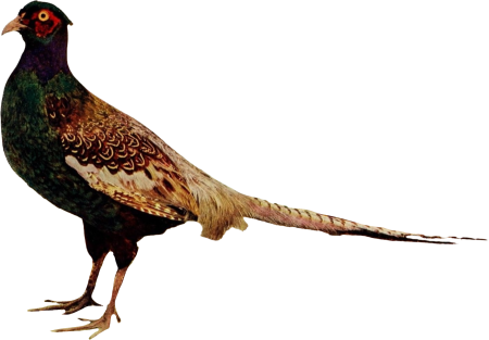 Pheasant illustration