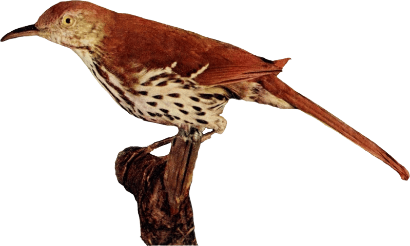 Bird illustration