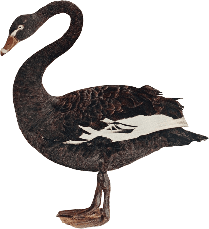 Black swan illustration