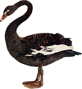 Black swan illustration