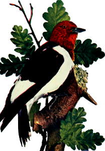 Red-headed woodpecker illustration