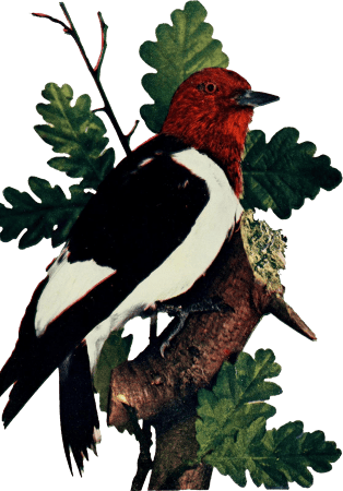 Red-headed woodpecker illustration