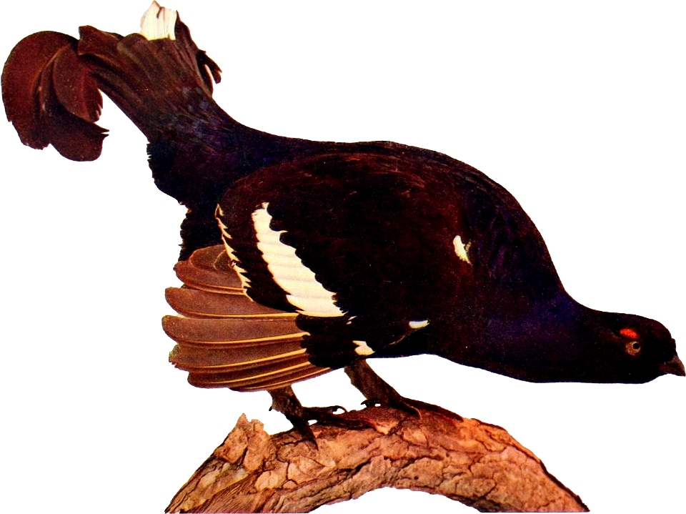 Black grouse - Free transparent PNG images on creazilla.com