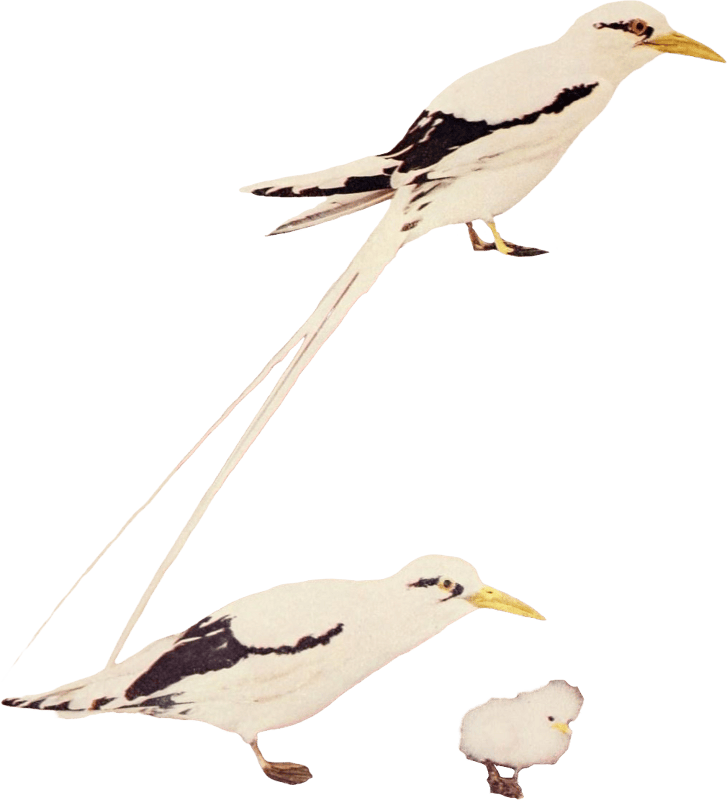 Bird illustration