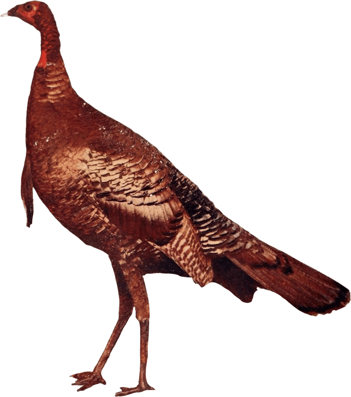 Wild turkey illustration