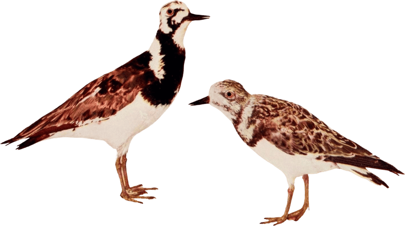 Bird illustration