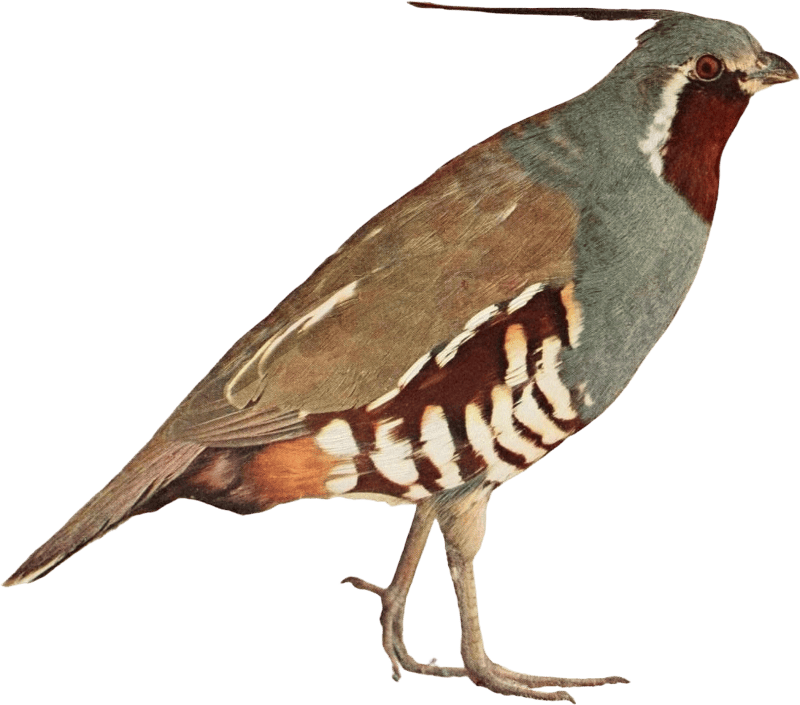 Bird illustration