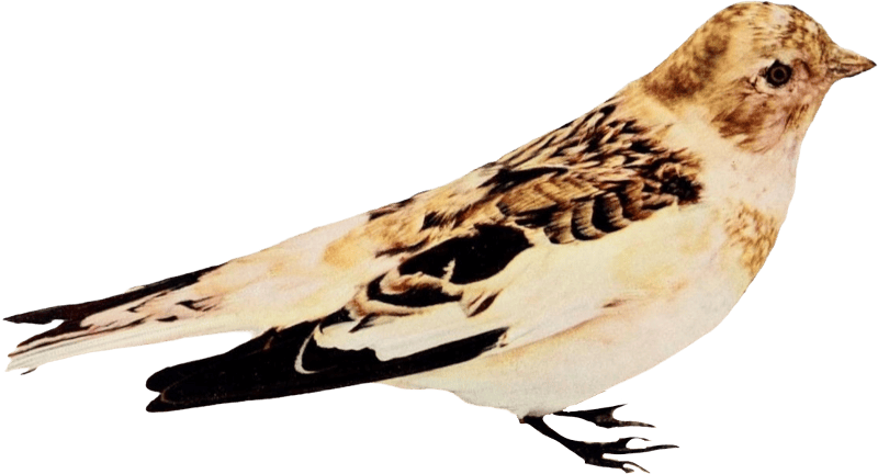 Bird illustration